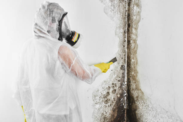 Best Local Mold Removal Service  in Kenton, OH