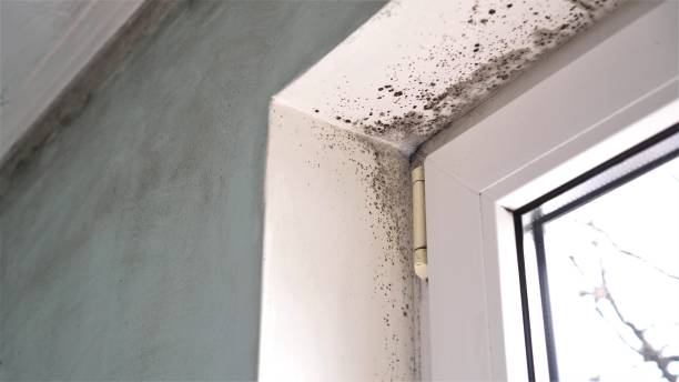 Best Attic Mold Removal  in Kenton, OH