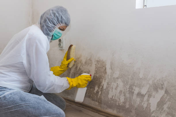 Best Attic Mold Removal  in Kenton, OH