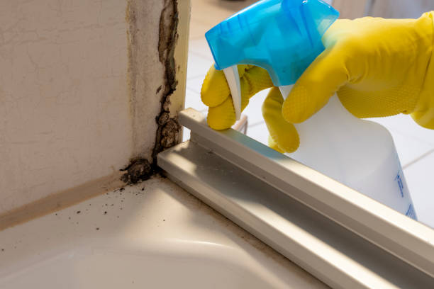 Best Attic Mold Removal  in Kenton, OH