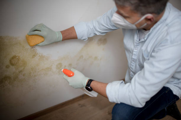 Best Mold Cleaning Services  in Kenton, OH