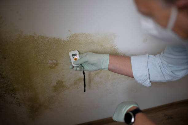 Certified Mold Removal in Kenton, OH