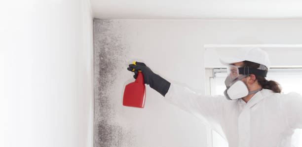 Best Toxic Mold Removal  in Kenton, OH