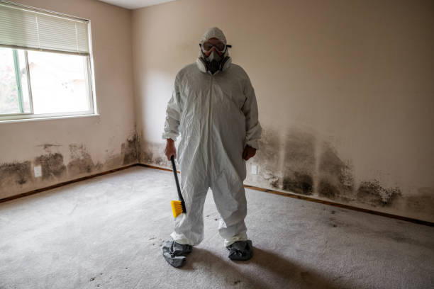 Attic Mold Removal in Kenton, OH