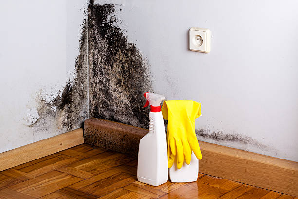 Best Commercial Mold Removal  in Kenton, OH