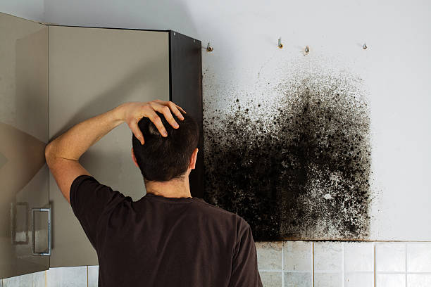 Best Best Mold Removal Companies  in Kenton, OH